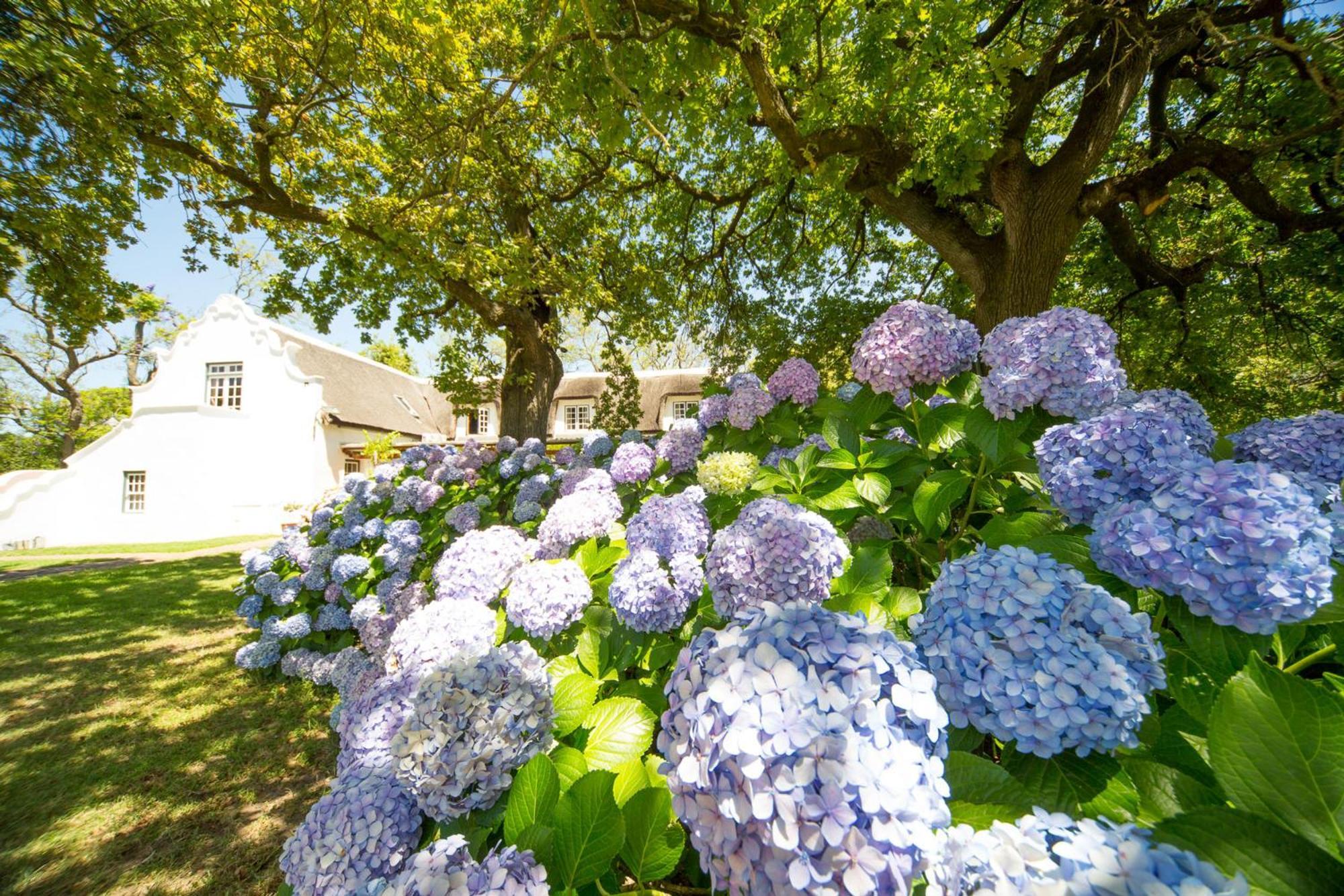 Bed & Breakfast Adara Palmiet Valley Luxurious Boutique Farm Paarl