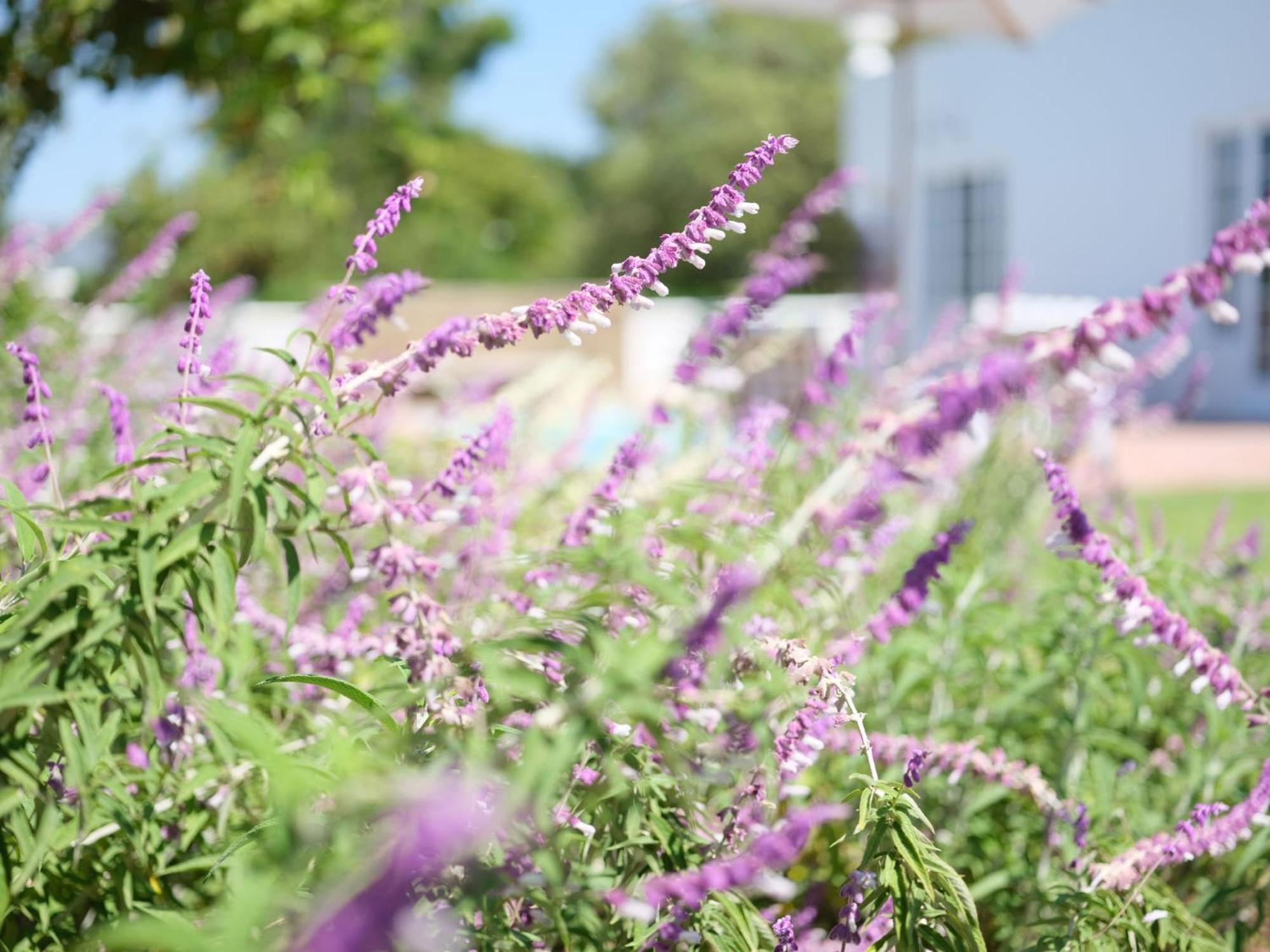 Adara Palmiet Valley Luxurious Boutique Farm 4* Paarl